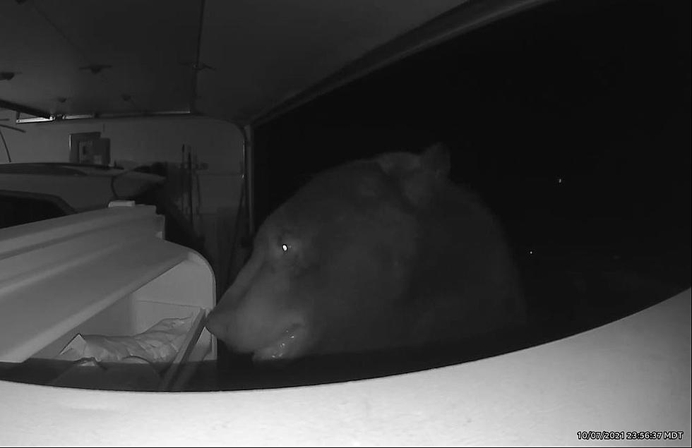 Hungry Bear Strolls Into A Garage And Grabs A $600 Midnight Snack