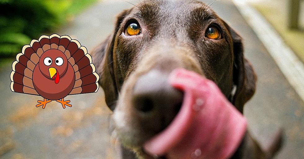 What You Should Or Shouldn&#8217;t Feed Your Dogs on Thanksgiving