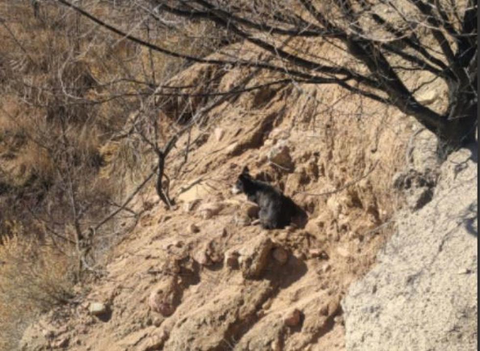 Missing Colorado Dog Found And Rescued From A 150 Foot Cliff