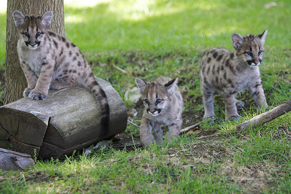 Adorable Mountain Lion Cubs Take Over Colorado Backyard