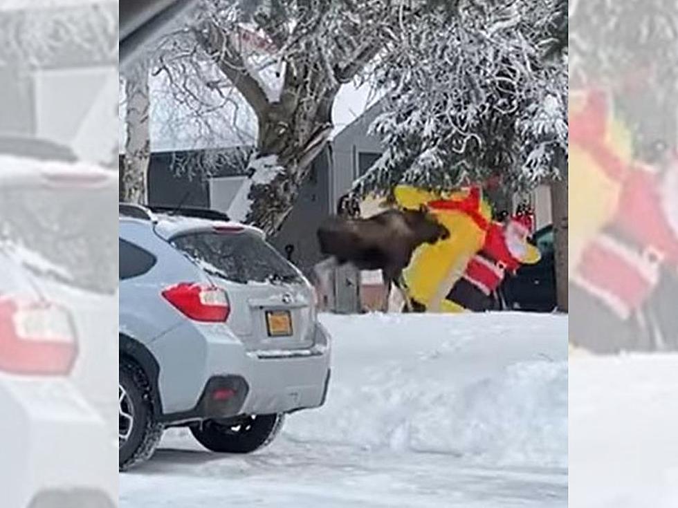 A Colorado Moose Kills Santa Claus In A Front Yard