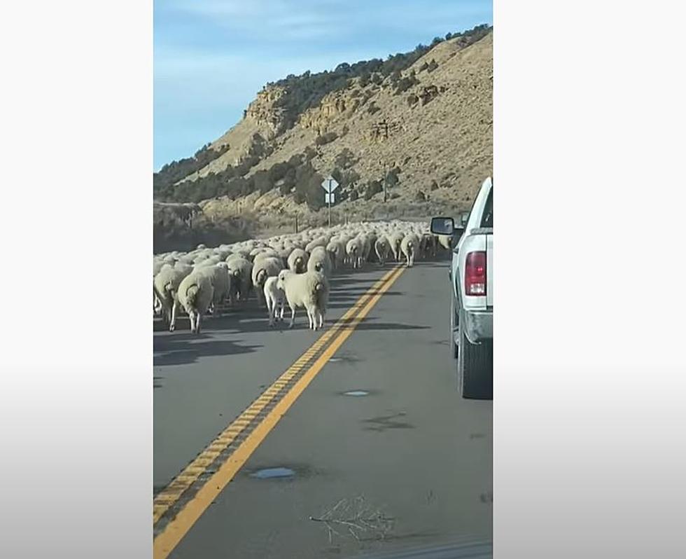 Herd Of Sheep Covers Colorado Highway