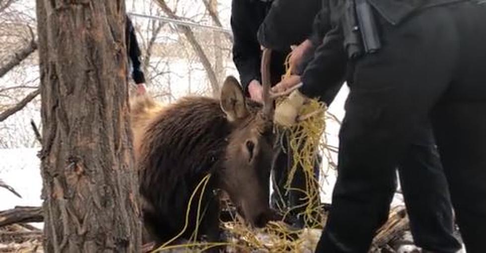 Colorado Bull Elk Rescued After Being Tied To A Tree