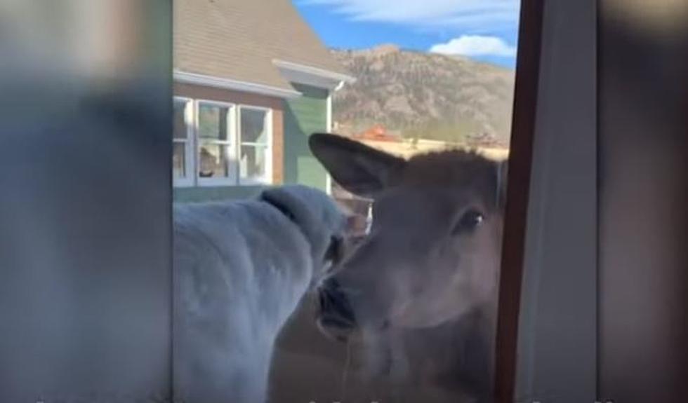WATCH: Colorado Cat And Elk Meet Through Window, Become Besties