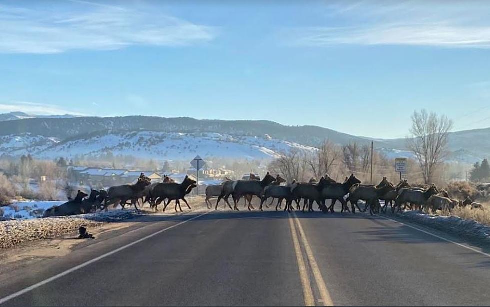 Massive Herd of Elk Cross Highway Near Eagle Colorado
