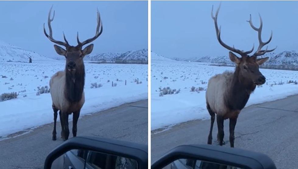 Cranky Bull Elk Pops Truck’s Tires On Colorado Road