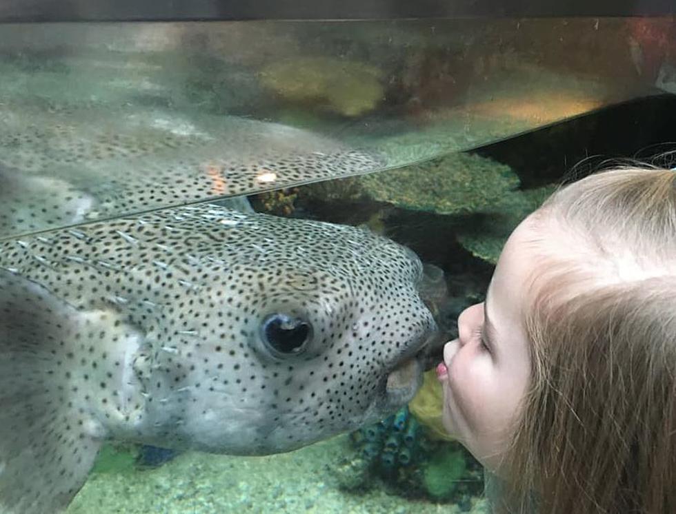 Denver Zoo Mourns The Loss Of Puffy The Porcupine Fish