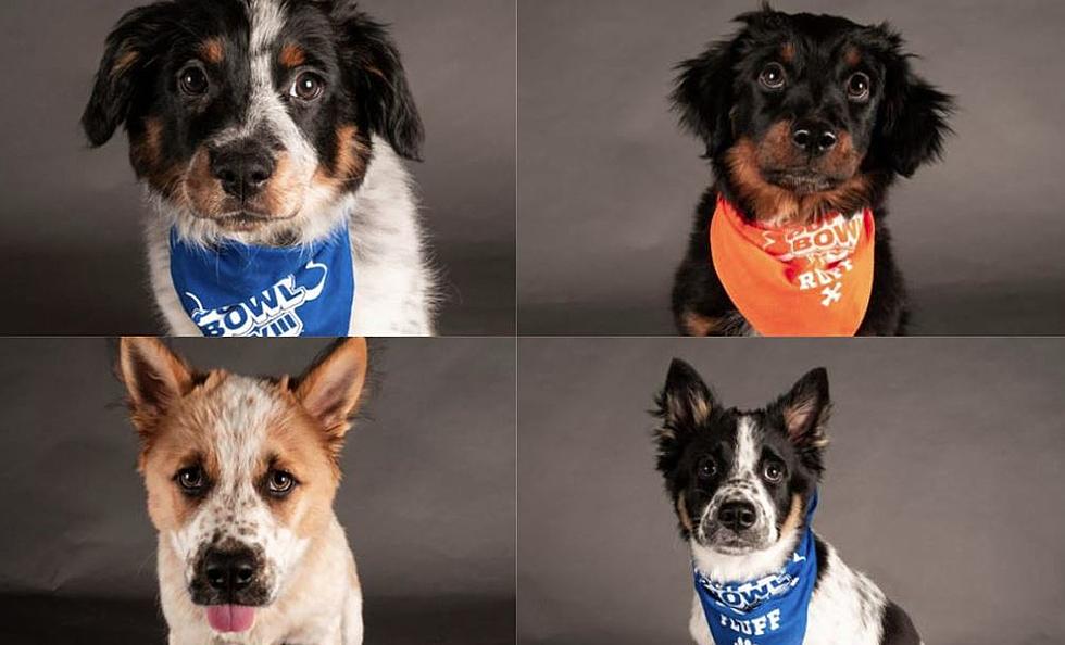 Let’s Meet The Puppies From Colorado In This Year’s Puppy Bowl