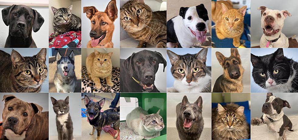 50 Four-Legged Friends Looking For Love In Northern Colorado