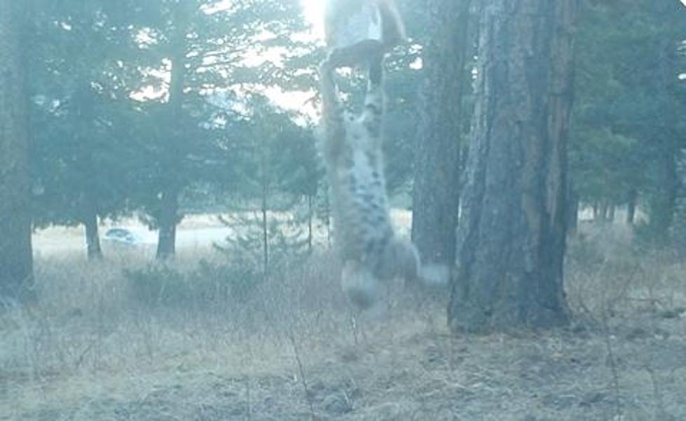 Watch a Colorado Bobcat Snatch a Deer from Hunters