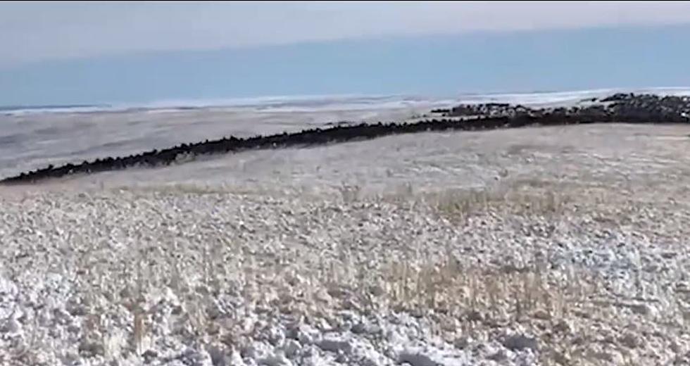 WATCH: Thousands of Elk Rumble Through Colorado