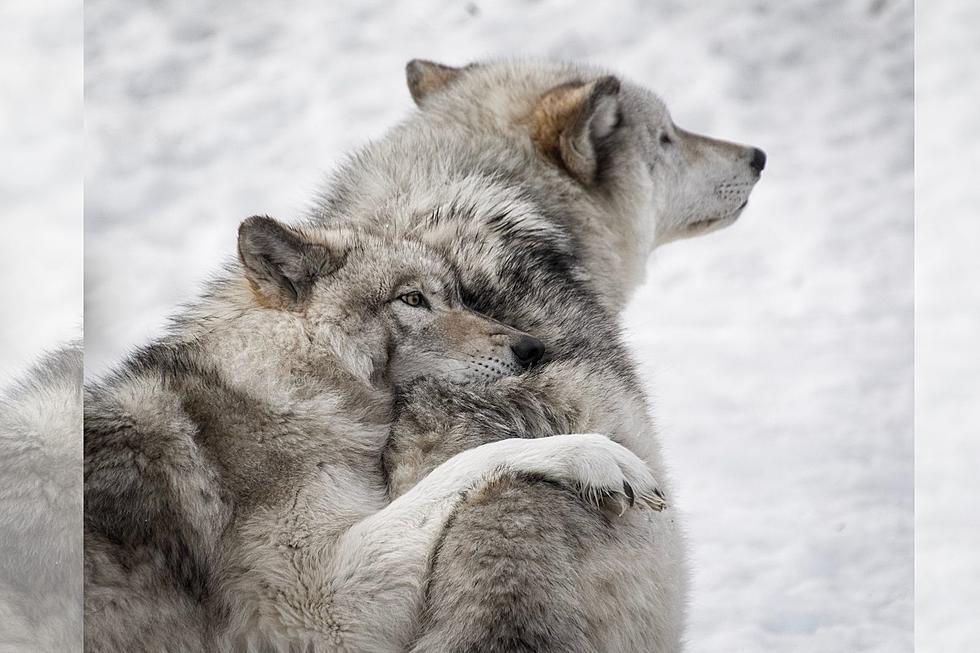 Howling Good Time: Walk with Wolves in Colorado