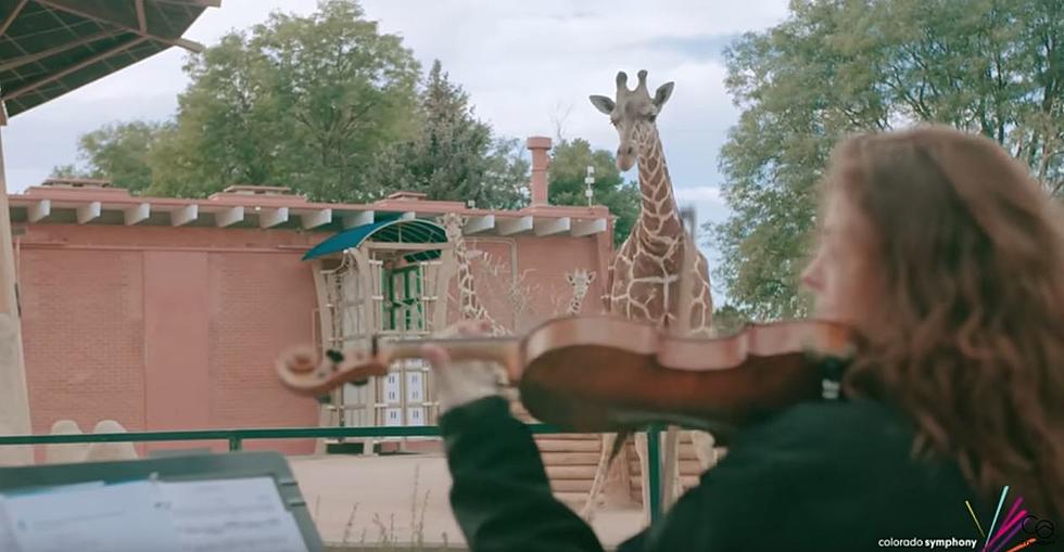 WATCH: Denver Zoo Animals Vibe Out With the Colorado Symphony