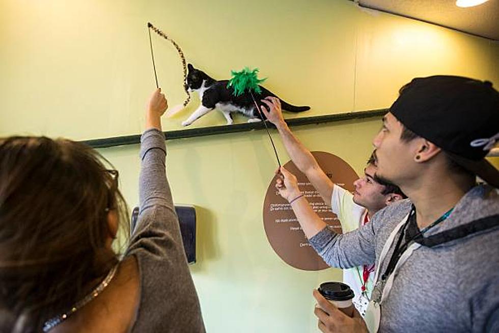 NoCo&#8217;s First-Ever Cat Café Slated To Open In Loveland This Spring
