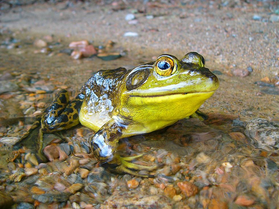 A Hopping Delicacy: Where to Order Frog Legs in Colorado