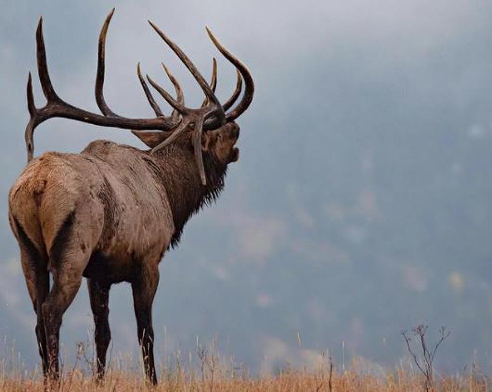 The “Big Kahuna” Elk Of Estes Park Has Fallen