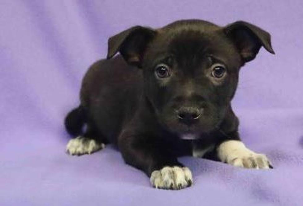 11 Adorable Colorado Puppies You Can Adopt On National Puppy Day