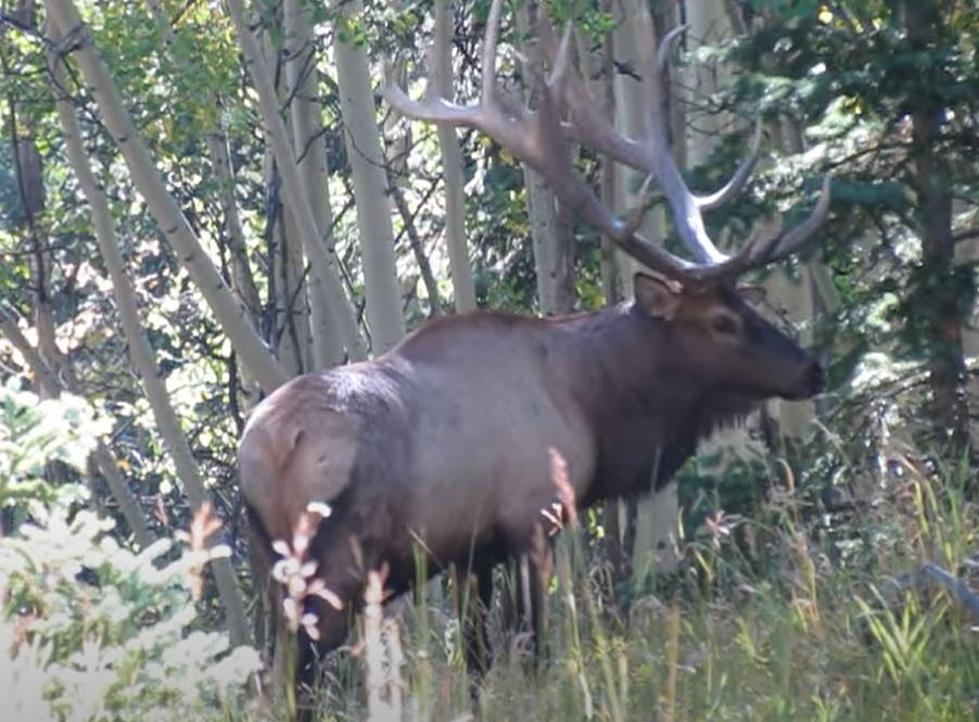 Check Out The Rack On That World Record Elk Spotted In Colorado