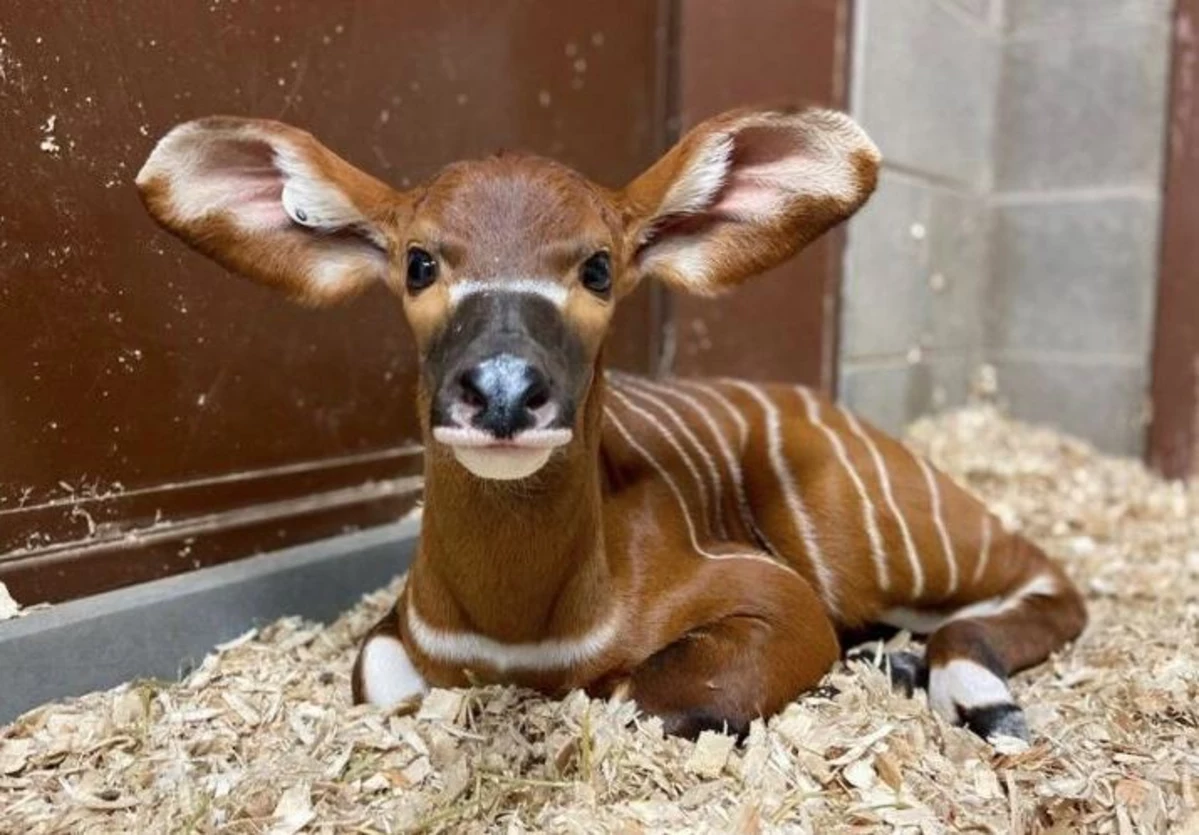 Denver Zoo Welcomes Baby Bongo…So What's A Bongo?