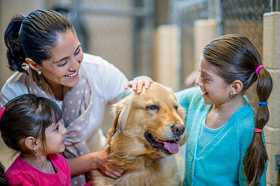 Longmont Humane Society To Host Gala Supporting CO Animals In Need