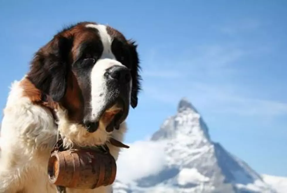 Say What?  A Pack of Saint Bernards Mistaken For Wolves In Colorado