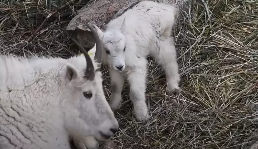 Baby Mountain Goat Makes Adorable Debut At Colorado Zoo