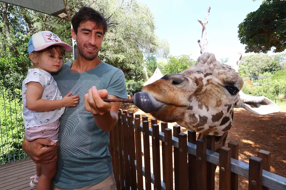 This Colorado Zoo Was Just Nominated For Best In North America