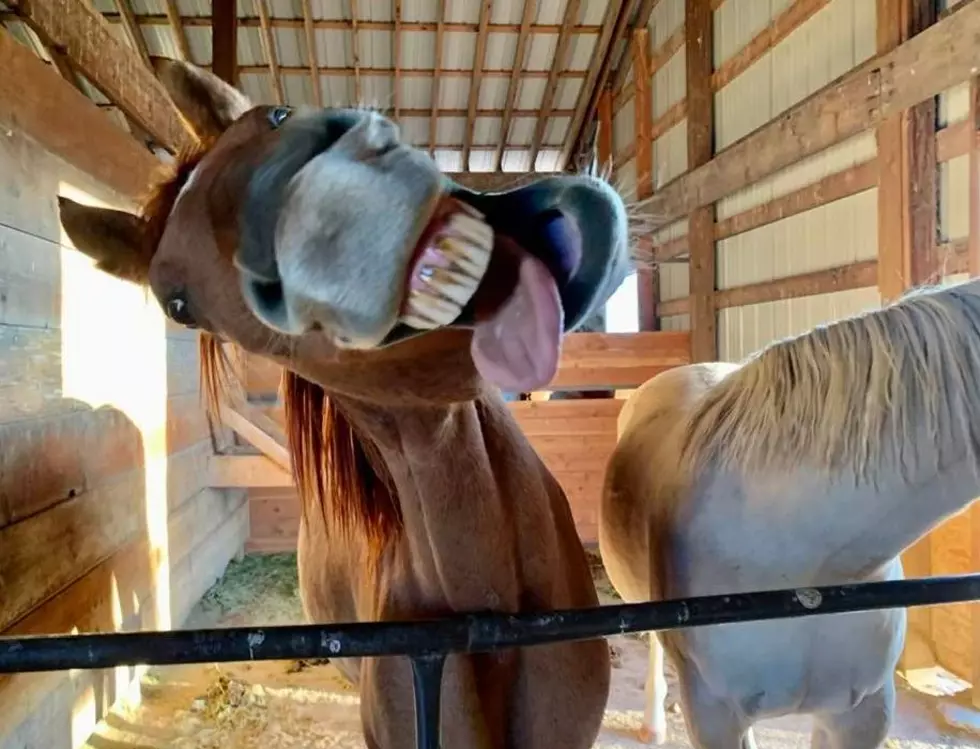 Watch: Horses Playing Piano At Colorado Horse Rescue Sanctuary