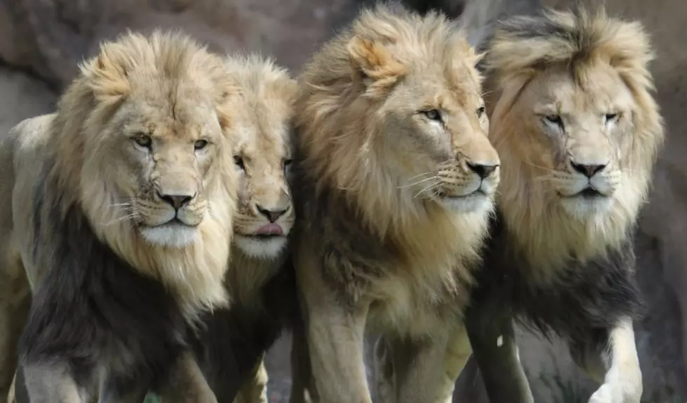 Photogenic African Lion Brothers Celebrate Birthday at Colorado Zoo