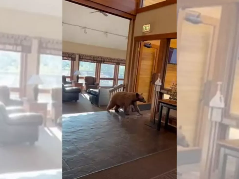 So A Bear Strolls Into A Colorado Condo Office And&#8230;