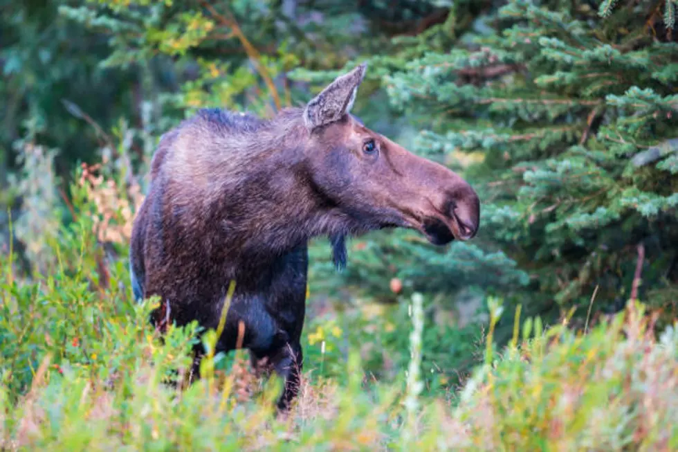 A cow moose stands in the willows at Grand Teton National Park, Wyoming.