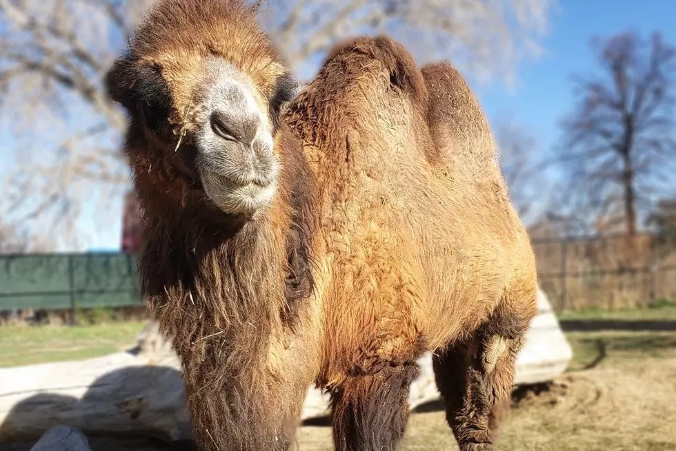 19-Year-Old Bactrian Camel Born at Colorado Zoo Euthanized