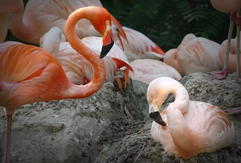 Denver Colorado Zoo&#8217;s Iconic Gay Flamingos Call It Quits
