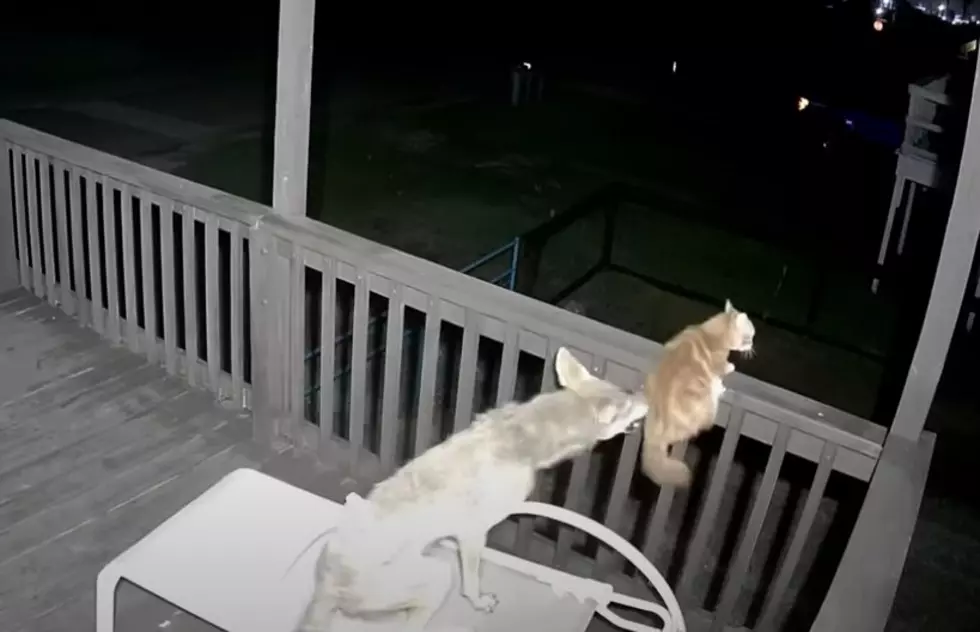 Today’s Main Event Caught On Video: Feisty Cat Vs. Coyote On A Porch