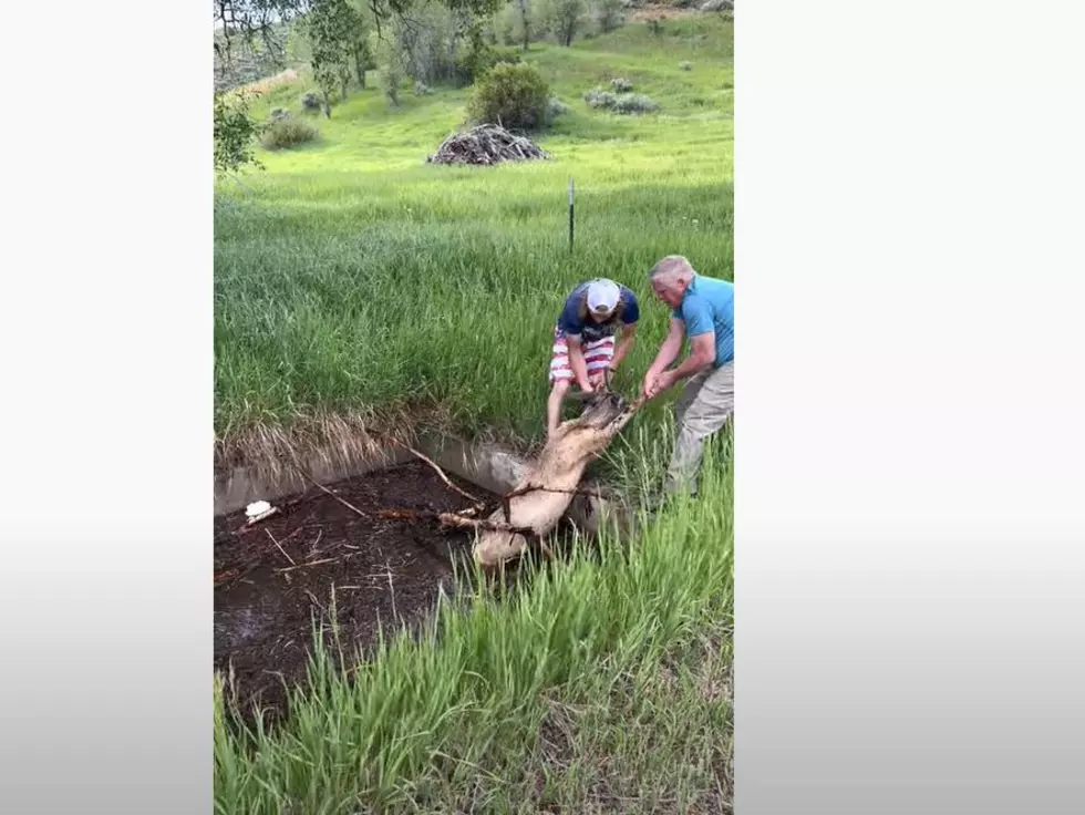 Steamboat Springs Colorado Grandpa + Grandson Rescue Deer