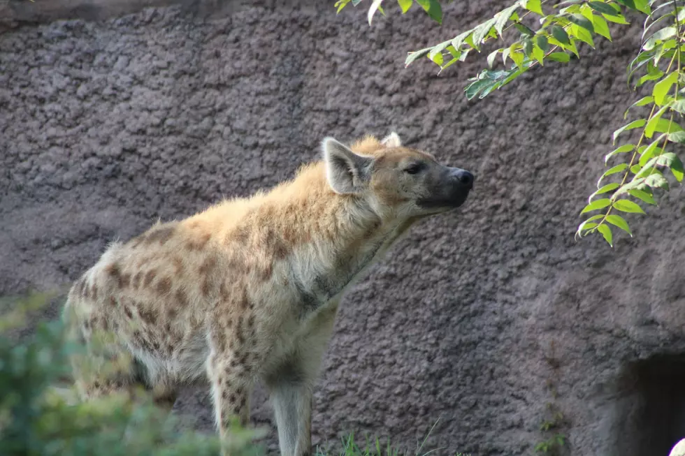 A Colorado Zoo Hyena Sadly Loses Its Battle with Cancer