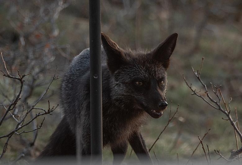 What Exactly Is a Silver Fox?