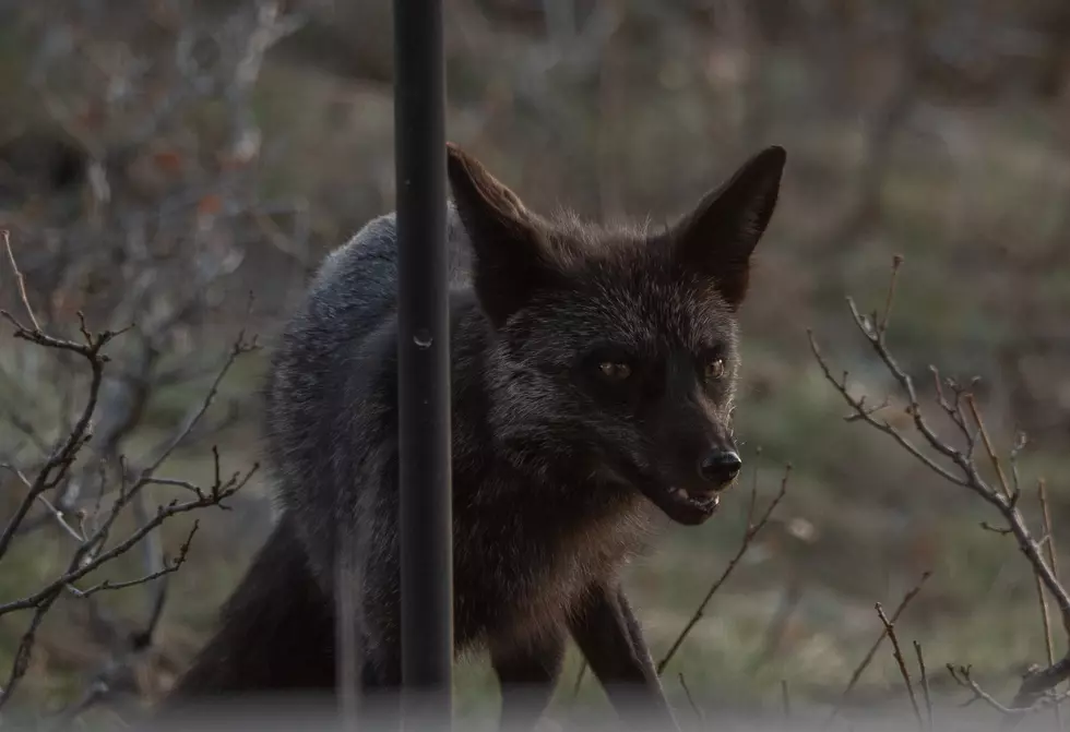 Super Rare Black Fox Spotted in Colorado Neighborhood