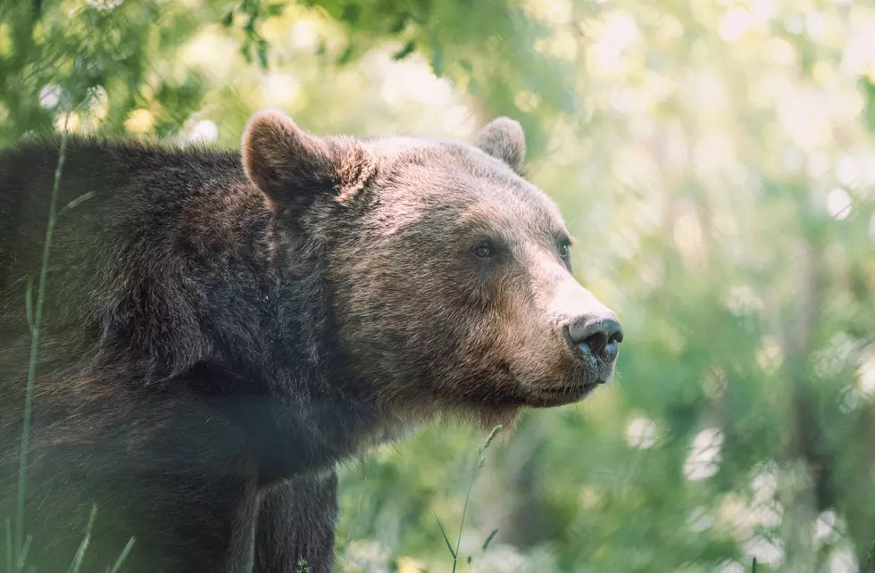 You Can Expect More Bear Encounters In Colorado This Summer