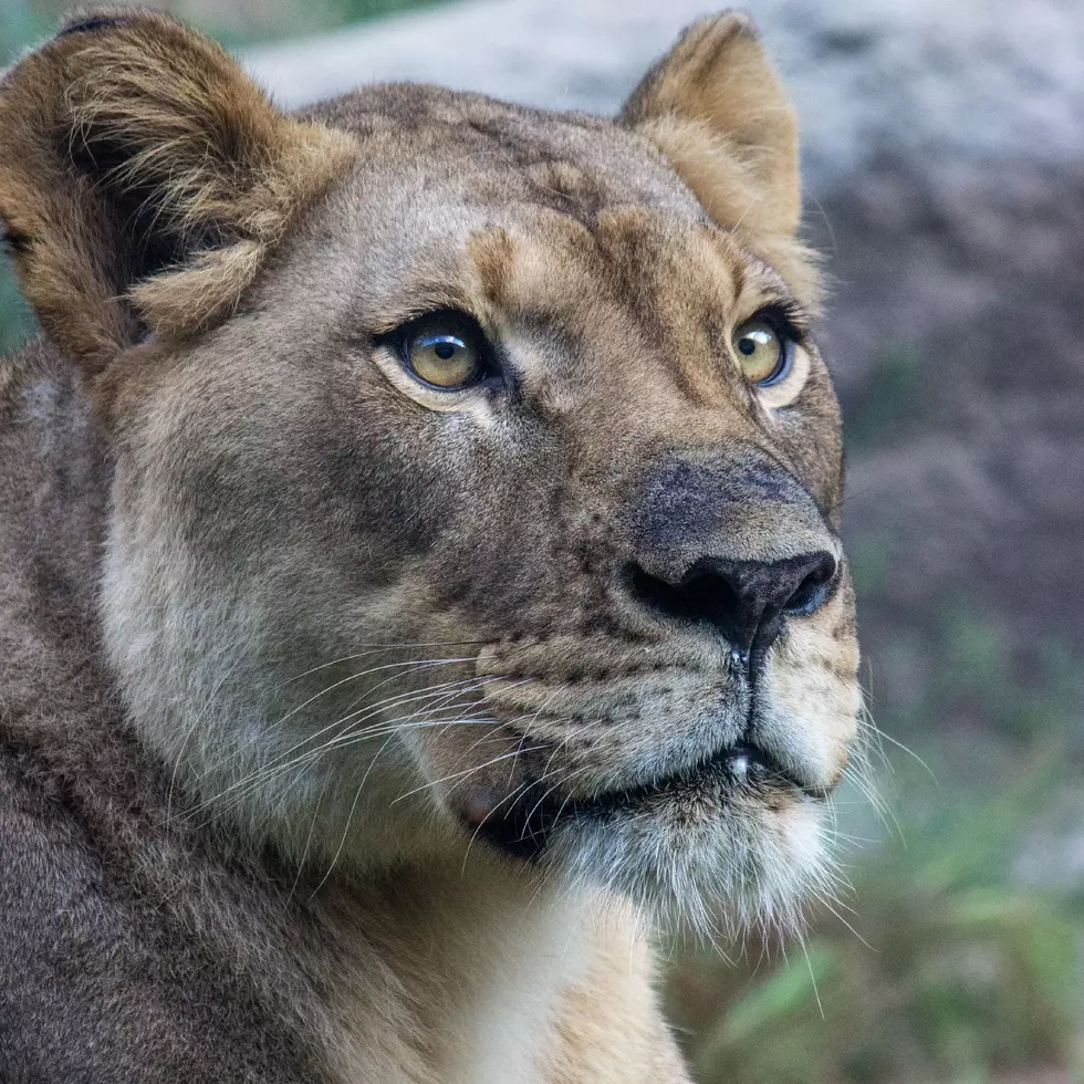 Beloved Lioness Born At Cheyenne Mountain Zoo Tragically Dies In Alabama