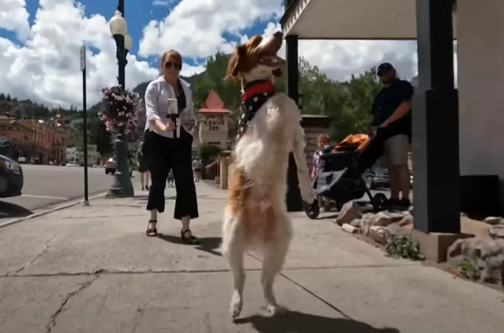 Colorado Dog Walks Like Human After Horrific Accident
