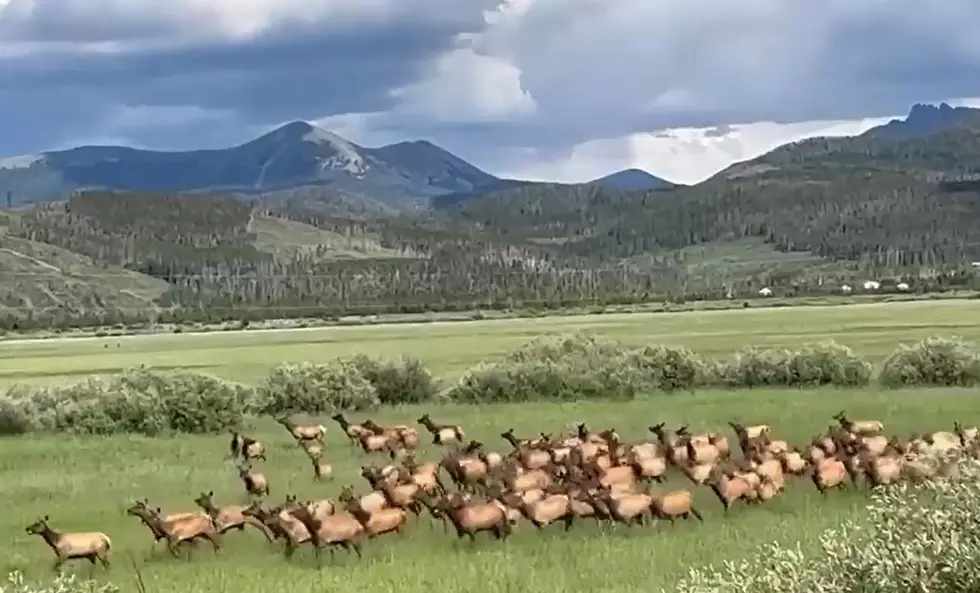 Hundreds of Elk Rolling Through a Big Field in Colorado