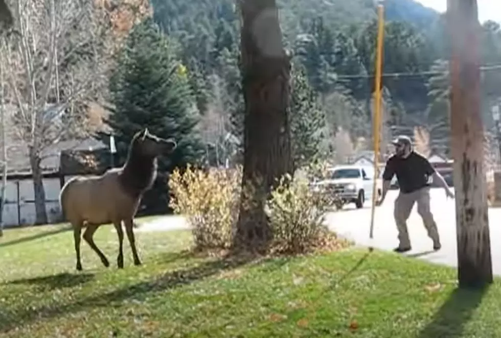 Grumpy Colorado Elk Wont Stop Harassing Man