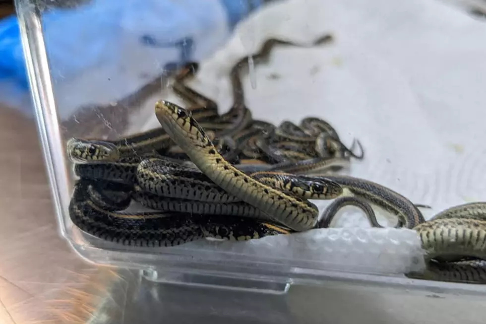 [WATCH] A Colorado Snake Gives Birth To Eleven Baby Snakes