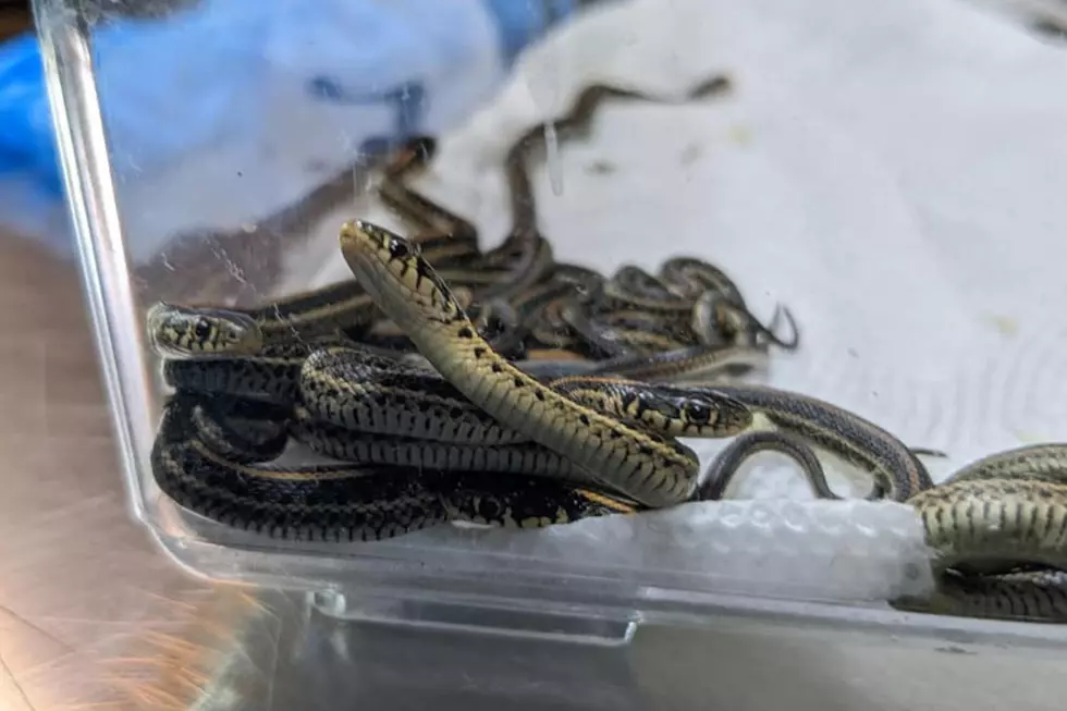 Watch a Colorado Snake Gives Birth to Eleven Baby Snakes