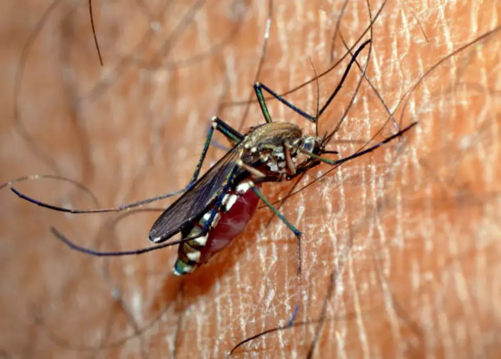 Human West Nile Virus Cases Detected Around Colorado 