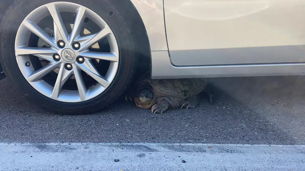 Gigantic Snapping Turtle Rescued From Under a Car in Fort Collins