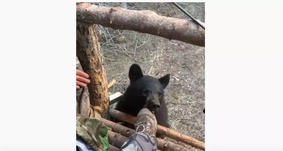 Colorado Bear Nibbles Hunter’s Shoe While It’s On His Foot