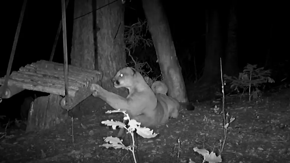 Mountain Lion Caught Having A Ball On Tree Swing In Colorado