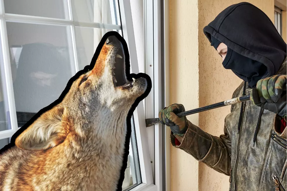 Weld County Sheriff Responds to Home Invasion Call, Finds Coyote